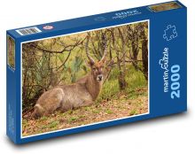 Safari - antilopa Puzzle 2000 dílků - 90 x 60 cm