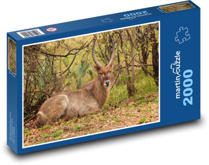 Safari - antilopa - Puzzle 2000 dílků, rozměr 90x60 cm