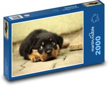 Rottweiler - šteňa Puzzle 2000 dielikov - 90 x 60 cm