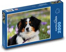 Austrálsky Ovčiak Puzzle 2000 dielikov - 90 x 60 cm