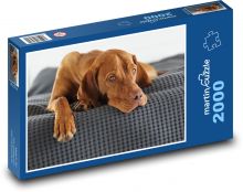 Ungarischer Kurzhaariger Vorstehhund Puzzle 2000 Teile - 90 x 60 cm