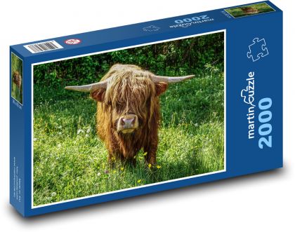 Scottish Highland Cattle - Puzzle 2000 pieces, size 90x60 cm 