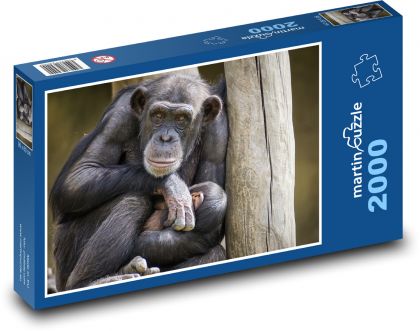 Chimpanzee, monkey - Puzzle 2000 pieces, size 90x60 cm 
