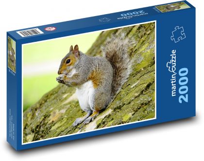 Veverka šedá - puzzle 2000 dílků