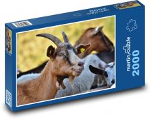 Koza hnědá Puzzle 2000 - 90x60 cm