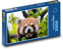 Panda červená ve větvích Puzzle 2000 dílků - 90 x 60 cm