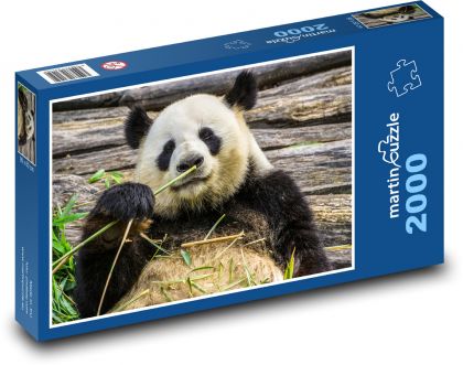 Medveď panda - Puzzle 2000 dielikov, rozmer 90x60 cm 