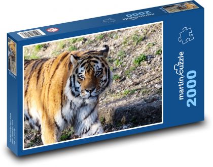 Tygr na procházce - puzzle 2000 dílků