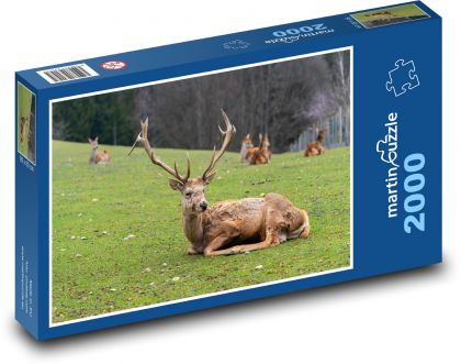 Jelen na louce - puzzle 2000 dílků