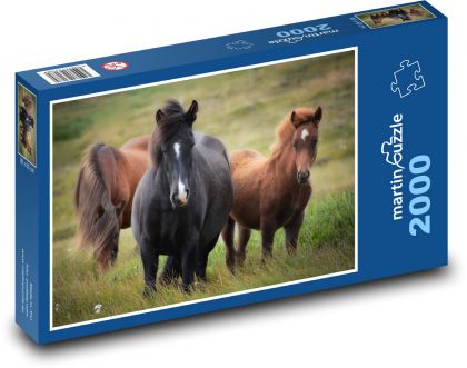 Kůň - Islandský kůň, stádo - Puzzle 2000 dílků, rozměr 90x60 cm