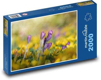 Krokus - květ, příroda - Puzzle 2000 dílků, rozměr 90x60 cm