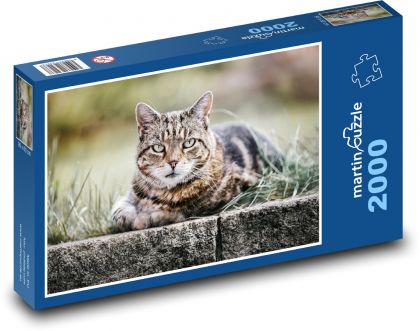 Katze - getigert, Tier - Puzzle - 2000 Teile