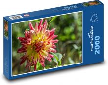 Jiřina - květina, podzim Puzzle 2000 dílků - 90 x 60 cm