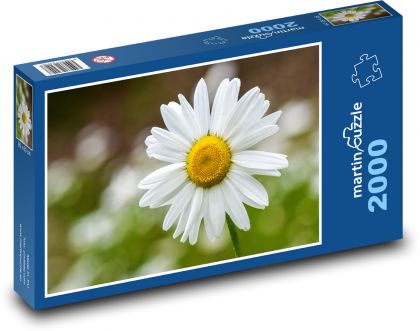 Kamille - Blume, Frühling - Puzzle - 2000 Teile