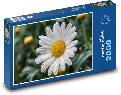 Stokrotka - kwiat, wiosna - Puzzle 2000 elementów, rozmiar 90x60 cm