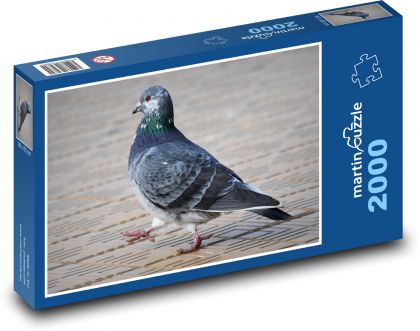 Holub - vták, zviera - Puzzle 2000 dielikov, rozmer 90x60 cm 