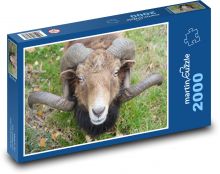 Ovce - rohy, zviera Puzzle 2000 dielikov - 90 x 60 cm