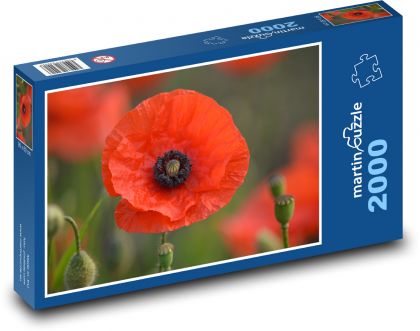 Poppy - spring, red flower - Puzzle 2000 pieces, size 90x60 cm 