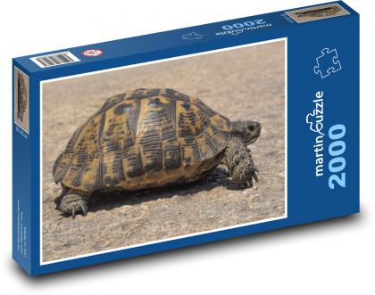 Żółw - gad, zwierzę - Puzzle 2000 elementów, rozmiar 90x60 cm