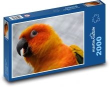 Oranžový papagáj Puzzle 2000 dielikov - 90 x 60 cm
