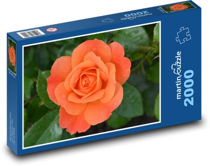 Růže - oranžový květ - Puzzle 2000 dílků, rozměr 90x60 cm