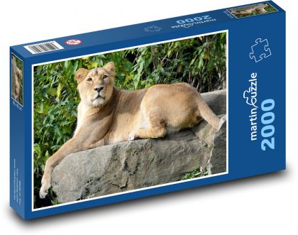 Löwinnen auf dem Felsen - Puzzle - 2000 Teile