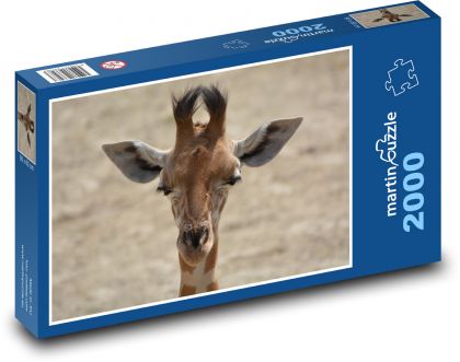 Žirafa - krk, savec - Puzzle 2000 dílků, rozměr 90x60 cm