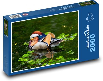 Kaczka mandarynka - Puzzle 2000 elementów, rozmiar 90x60 cm