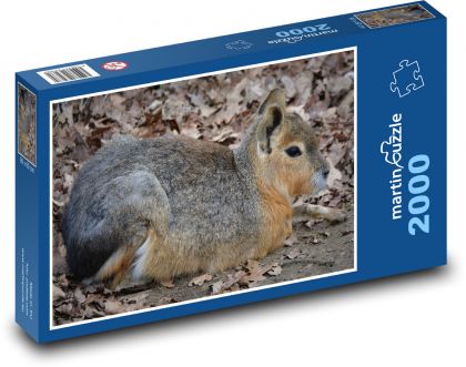 Zajíc - patagonský, hlodavec - Puzzle 2000 dílků, rozměr 90x60 cm