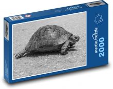 Turtle on the way Puzzle 2000 pieces - 90 x 60 cm