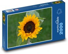 Žltá slnečnica Puzzle 2000 dielikov - 90 x 60 cm