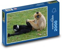 Monkey - gibbon, animal Puzzle 2000 pieces - 90 x 60 cm