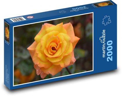 Żółty kwiat róży - Puzzle 2000 elementów, rozmiar 90x60 cm