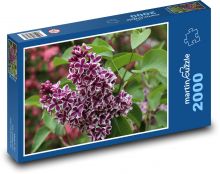 Lilac - flower, shrub Puzzle 2000 pieces - 90 x 60 cm