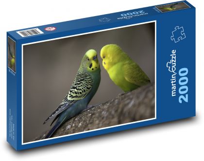 Budgerigar - birds, animals - Puzzle 2000 pieces, size 90x60 cm 