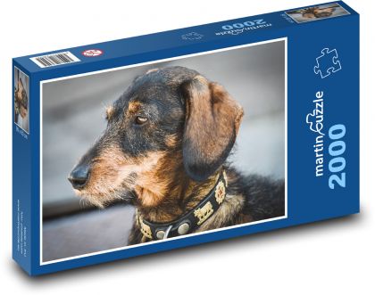 Dackel - Hund, Fell - Puzzle - 2000 Teile
