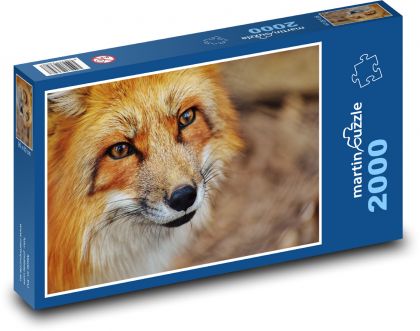 Fox - mammal, wild - Puzzle 2000 pieces, size 90x60 cm 