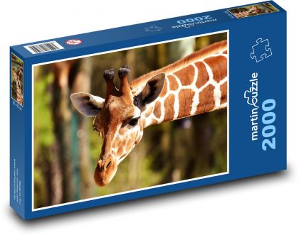 Żyrafa - długa szyja, zoo - Puzzle 2000 elementów, rozmiar 90x60 cm