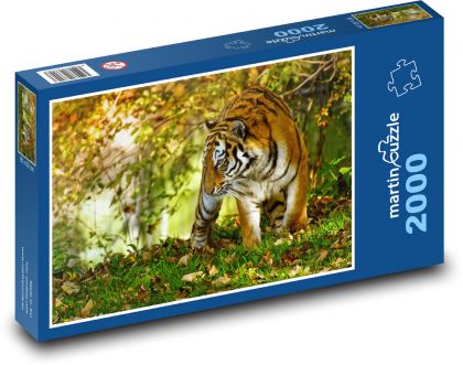 Tygr - dravec, kočka - Puzzle 2000 dílků, rozměr 90x60 cm