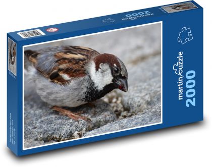 Sparrow - bird, beak - Puzzle 2000 pieces, size 90x60 cm 