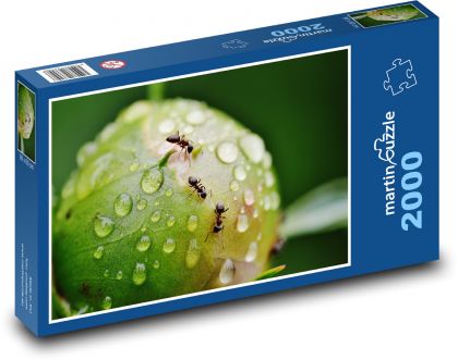 Mrówki na pąku piwonii - Puzzle 2000 elementów, rozmiar 90x60 cm