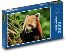 Panda červená - mláďa Puzzle 2000 dielikov - 90 x 60 cm