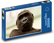 Gorilla - monkey, primate Puzzle 2000 pieces - 90 x 60 cm