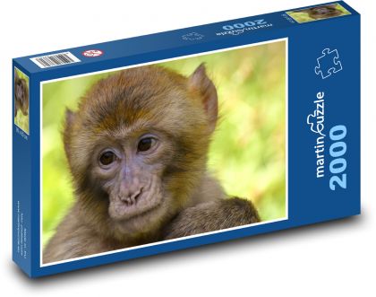 Makak w zoo - Puzzle 2000 elementów, rozmiar 90x60 cm