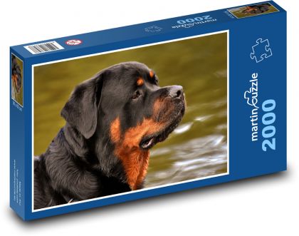 Rotvajler - pes, zvíře - Puzzle 2000 dílků, rozměr 90x60 cm