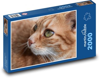 Kočka - domácí, zrzavá - Puzzle 2000 dílků, rozměr 90x60 cm