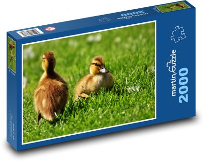 Duck chicks in grass - Puzzle 2000 pieces, size 90x60 cm 