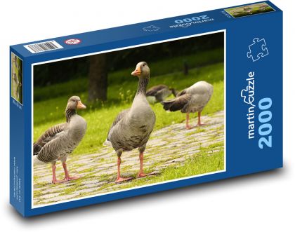 Husy - divoké, ptáci - Puzzle 2000 dílků, rozměr 90x60 cm