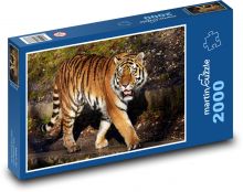 Tiger na prechádzke Puzzle 2000 dielikov - 90 x 60 cm