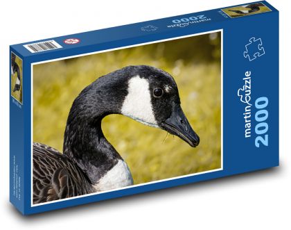 Husa - divoká, rybník - Puzzle 2000 dílků, rozměr 90x60 cm